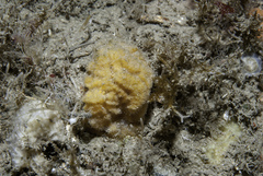 Axinella parva