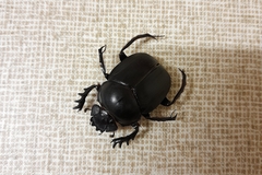Scarabaeus goryi