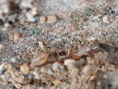 Odontotermes formosanus