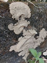 Odontotermes formosanus