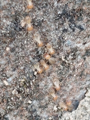Odontotermes formosanus