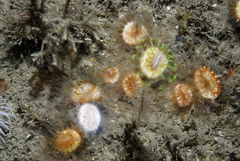 Caryophyllia smithii