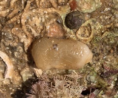 Stolidobranchia