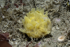 Polymastia boletiformis