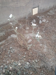 Sphaeralcea mendocina