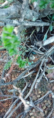 Curio radicans