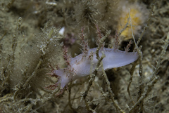 Dendronotus europaeus