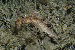 Dendronotus europaeus