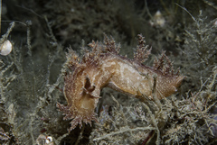 Dendronotus europaeus