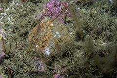 Hydrallmania falcata