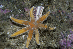 Luidia ciliaris