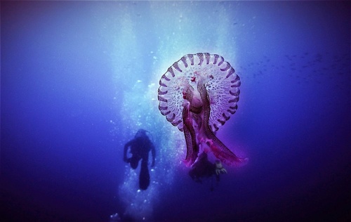 Photo of Mauve stinger (Pelagia noctiluca)