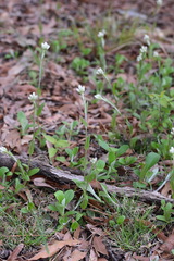 Antennaria parlinii
