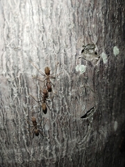 Oecophylla smaragdina