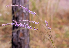Liatris tenuifolia