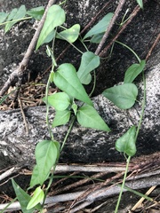 Cocculus orbiculatus