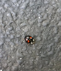 Harmonia axyridis