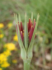 Tragopogon crocifolius