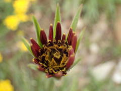 Tragopogon crocifolius