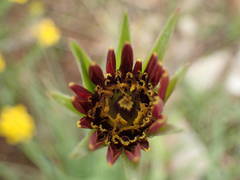 Tragopogon crocifolius