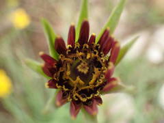 Tragopogon crocifolius