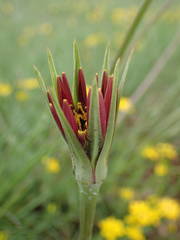 Tragopogon crocifolius