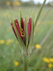 Tragopogon crocifolius