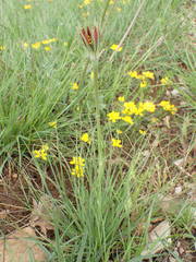 Tragopogon crocifolius