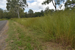 Themeda quadrivalvis