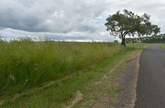 Themeda quadrivalvis