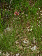 Tragopogon crocifolius
