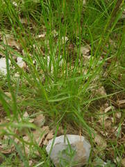 Tragopogon crocifolius