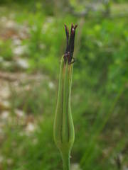Tragopogon crocifolius