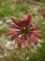 Tragopogon crocifolius