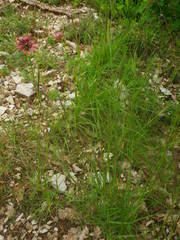Tragopogon crocifolius