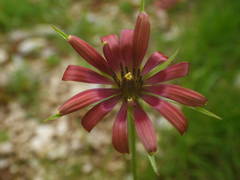 Tragopogon crocifolius