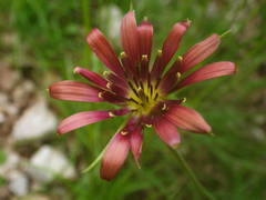 Tragopogon crocifolius