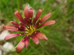 Tragopogon crocifolius