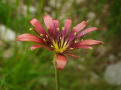 Tragopogon crocifolius