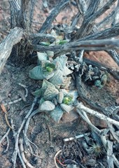 Anacampseros telephiastrum