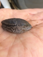 Urocyclus kirkii