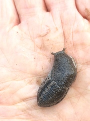 Urocyclus kirkii