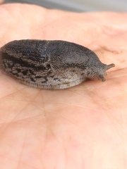 Urocyclus kirkii