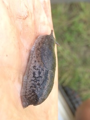 Urocyclus kirkii