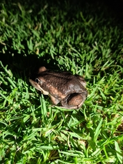 Limnodynastes dumerilii dumerilii