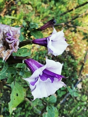 Datura metel