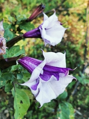 Datura metel