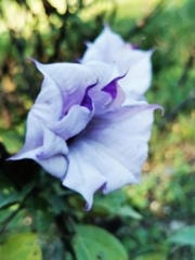 Datura metel