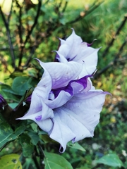 Datura metel