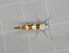 Argyresthia calliphanes